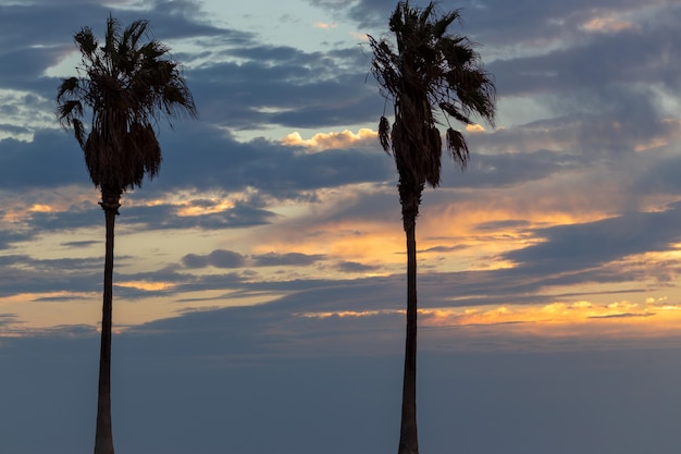 Due palme e un bel cielo con nuvole drammatiche