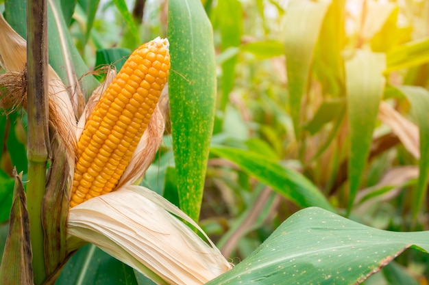 Due pannocchie gialle mature di mais dolce sul campo. Raccogli il raccolto di mais.