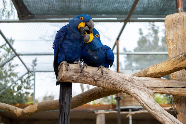 Due pappagalli sono seduti su un ramo in uno zoo.