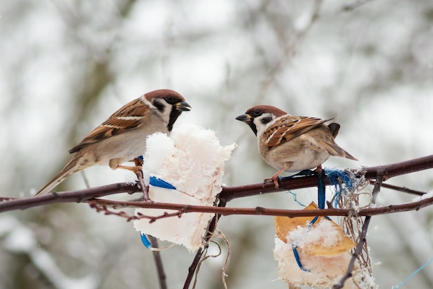 Due passeri seduti sul ramo di un albero Alimentazione degli uccelli con grasso in inverno durante i periodi freddi