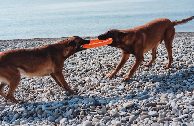 due pastori belgi giocano sulla spiaggia, due cani sulla spiaggia, i cani nuotano e giocano in mare