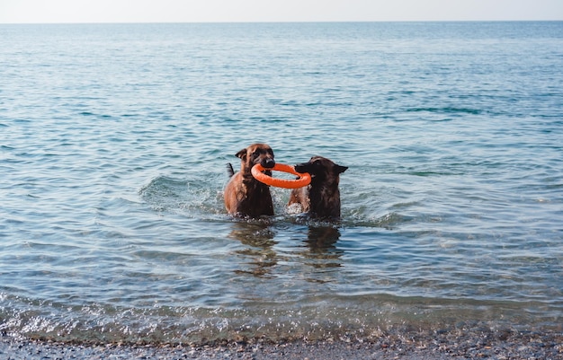 due pastori belgi giocano sulla spiaggia, due cani sulla spiaggia, i cani nuotano e giocano in mare