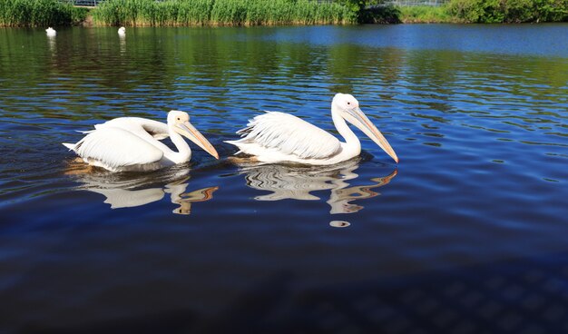 Due pellicani bianchi nello zoo della città, nuotano lungo il lago.