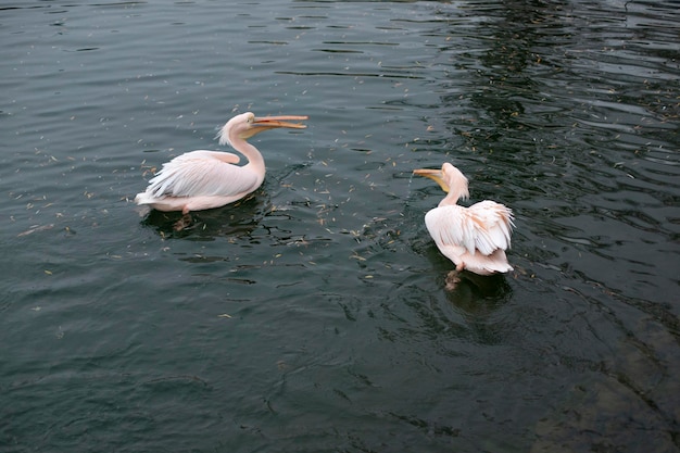 Due pellicani nuotano nel mare. Uccelli marini.