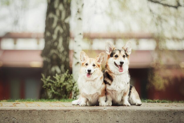 Due Pembroke Corgi Dog sulla passeggiata