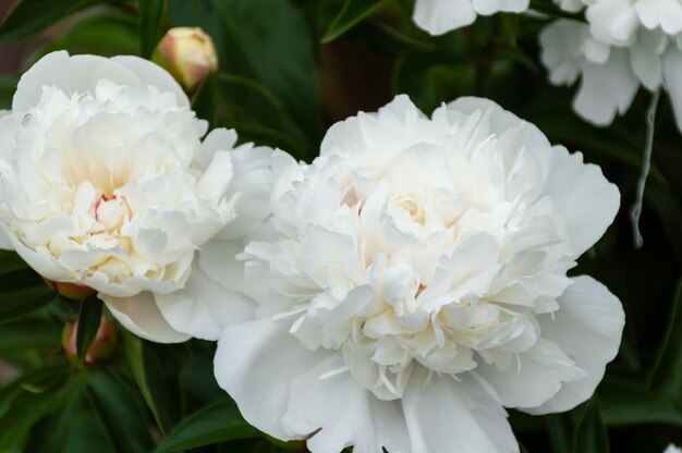 Due peonie bianche sono sbocciate magnificamente