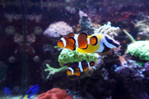 Due pesci anemone che nuotano in acquario