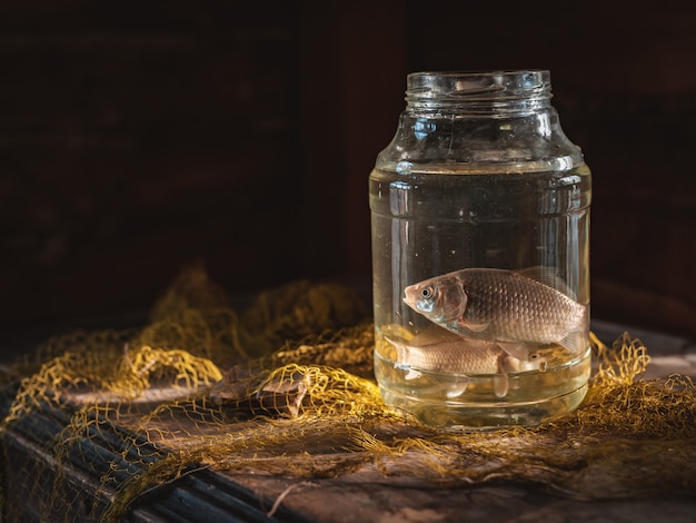 Due pesci della carpa in un barattolo di vetro sul tavolo con una rete da pesca. Pesca ancora in vita.