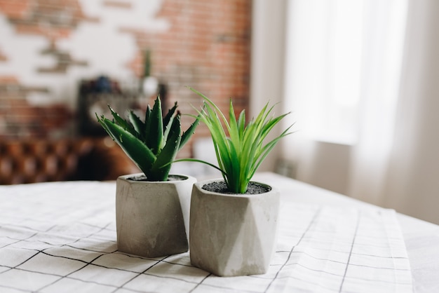 Due piante succulente in vaso su un asciugamano controllato