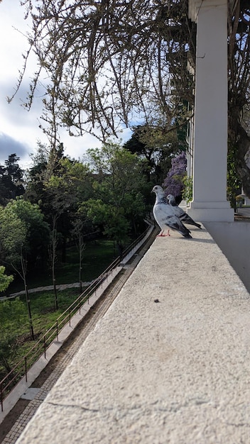 Due piccioni stanno su una ringhiera di cemento bianco e accanto a un arco su cui crescono fiori e viti