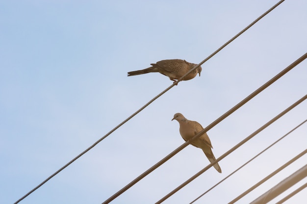 Due piccioni sulla linea elettrica, gli uccelli sono liberi.