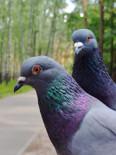 Due piccioni uno dopo l'altro primo piano nel parco Lo sfondo è sfocato