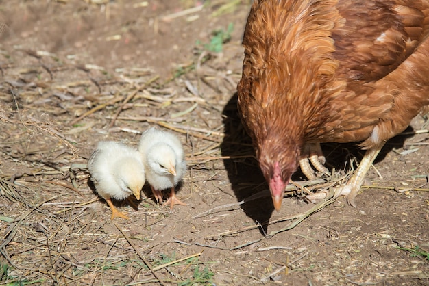 Due piccole galline accanto alla mamma una gallina rossa