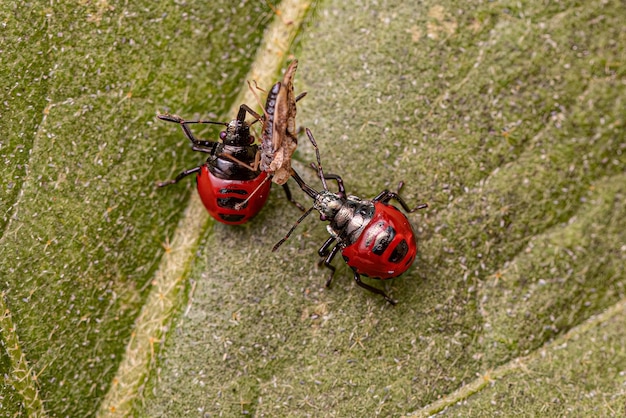 Due piccole ninfe di insetto puzzolente predatore rosso che oprano su un piccolo insetto di pizzo adulto