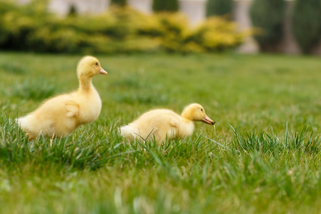 Due piccoli anatroccoli gialli su erba verde.