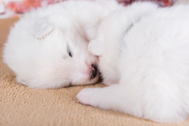 Due piccoli cani di Samoiedo bianchi di due settimane di età.