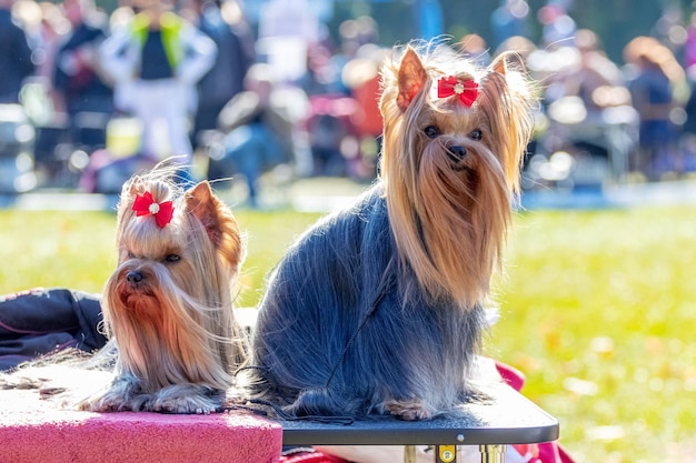 Due piccoli cani ispidi allevano Yorkshire Terrier con fiocchi rossi seduti nel parco su un tavolo con tempo soleggiato