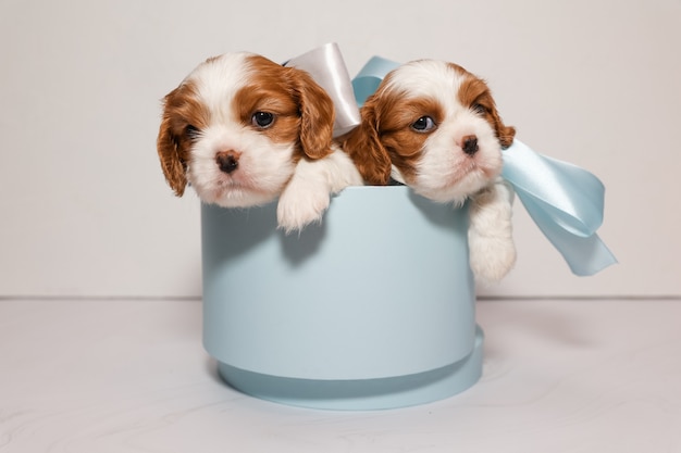 Due piccoli cuccioli con fiocchi multicolori in una morbida scatola blu su sfondo bianco