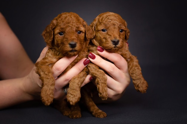 Due piccoli cuccioli di barboncino giocattolo rosso in mani femminili Immagine carina di cuccioli su uno sfondo scuro uniforme