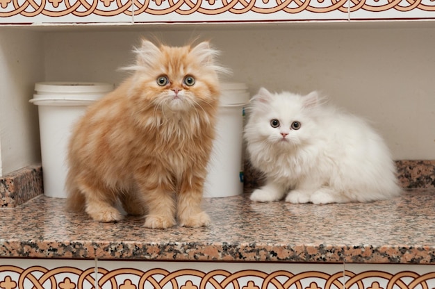 Due piccoli cuccioli di gattini persiani bianchi e arancioni in cucina