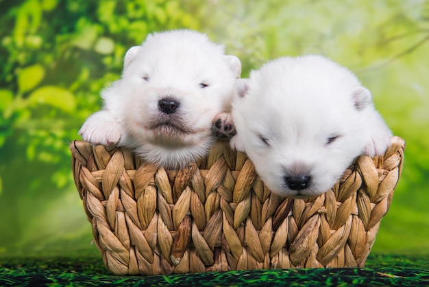 Due piccoli cuccioli di Samoiedo bianchi cani di due settimane di età nel cesto di Pasqua