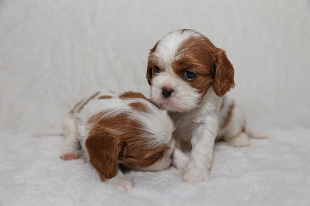 Due piccoli cuccioli su sfondo bianco