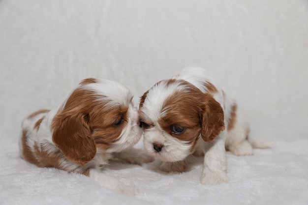 Due piccoli cuccioli su sfondo bianco