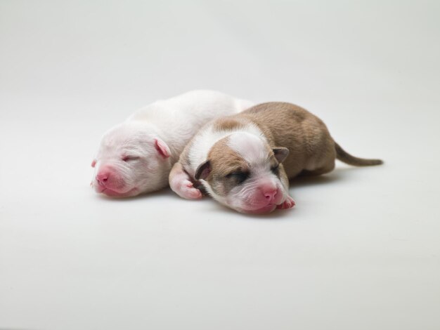 Due piccoli cuccioli su sfondo bianco