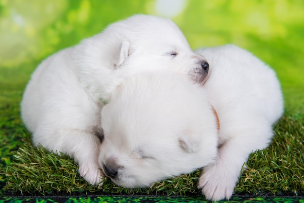 Due piccoli e soffici cuccioli di Samoiedo bianchi sono sdraiati su sfondo verde