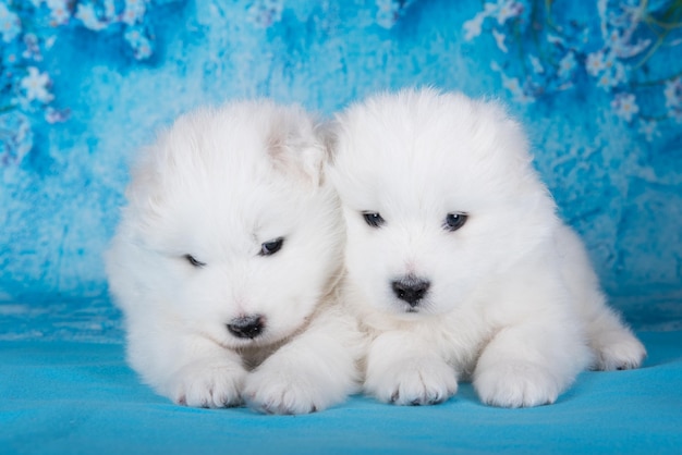 Due piccoli e soffici cuccioli di Samoiedo bianchi sono seduti su sfondo blu con fiori blu