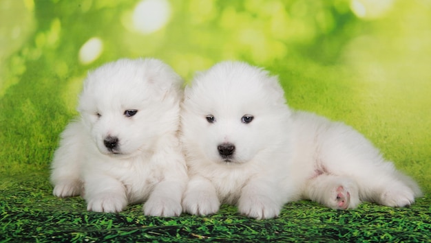 Due piccoli e soffici cuccioli di Samoiedo bianchi sono seduti su uno sfondo verde estivo o primaverile