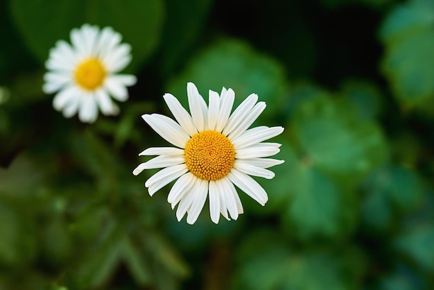 Due piccoli fiori di margherita bianca primo piano su uno sfondo verde sfocato