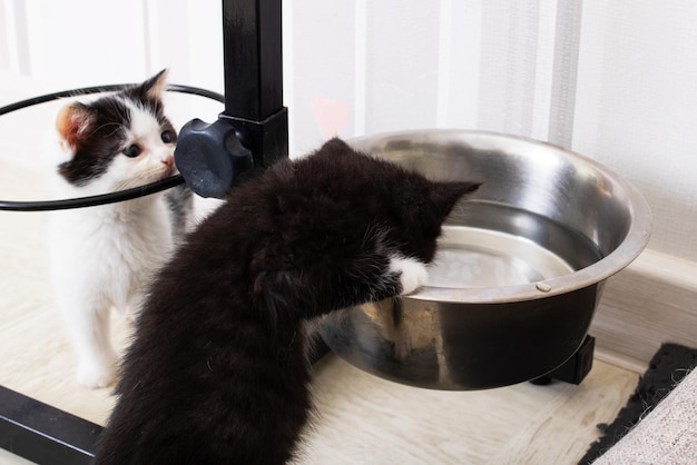 Due piccoli gattini bevono acqua da una ciotola per cani
