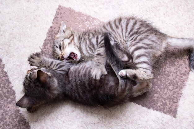 Due piccoli gattini che giocano a casa