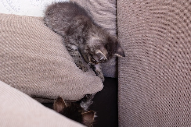 Due piccoli gattini che giocano a casa