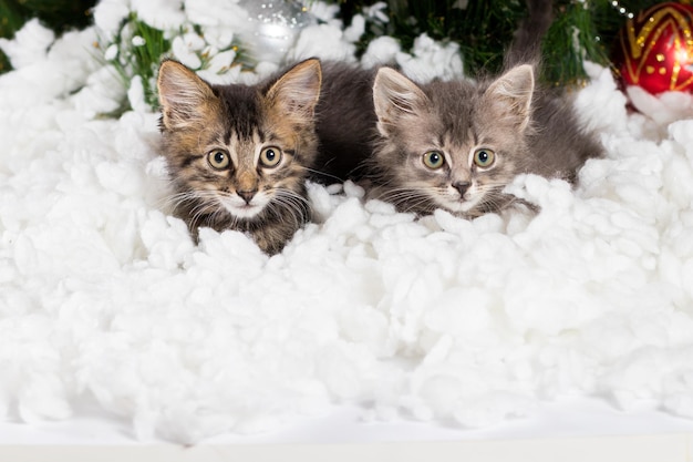 Due piccoli gattini grigi si nascondono nella neve vicino all'albero di Natale.