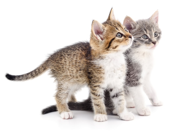 Due piccoli gattini isolati