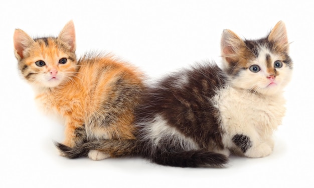 Due piccoli gattini isolati