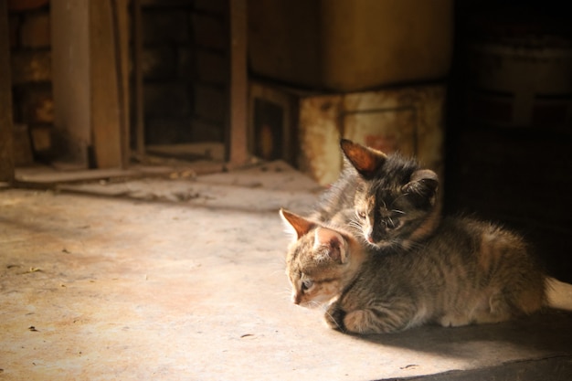 Due piccoli gattini nel fienile