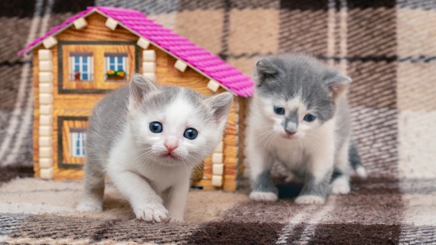 Due piccoli gattini stanno giocando vicino alla casa dei giocattoli. Gli animali sono amici.