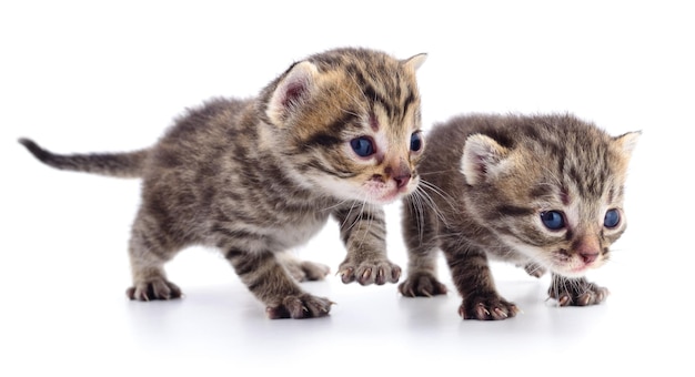 Due piccoli gattini su sfondo bianco.