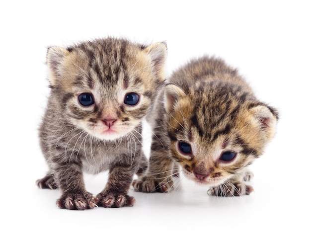 Due piccoli gattini su sfondo bianco