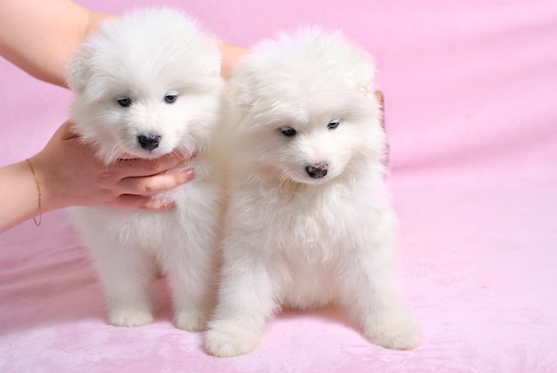 Due piccoli simpatici cuccioli di cane bianco samoiedo sul rosa