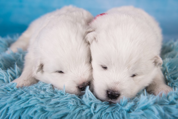 Due piccoli simpatici cuccioli di samoiedo bianco di un mese su sfondo blu