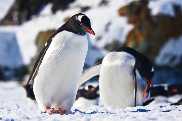 Due pinguini in Antartide