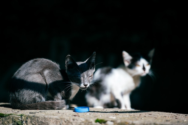 Due poveri senzatetto vaghi malati urbani infelici piccoli gatti seduti insieme in una giornata estiva sotto il ponte guardando intorno. Animali da compagnia all'aperto Vita dei gattini di strada non sani. Animali affamati