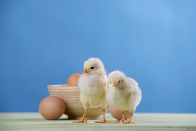 Due pulcini, uova e ciotola