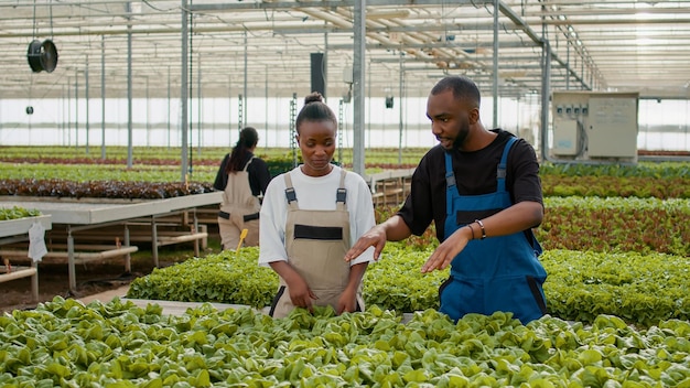 Due raccoglitori di verdure biologiche afroamericane che raccolgono lattuga e parlano della qualità del raccolto in serra. Uomo e donna in serra che lavorano in agricoltura per la raccolta di colture biologiche.