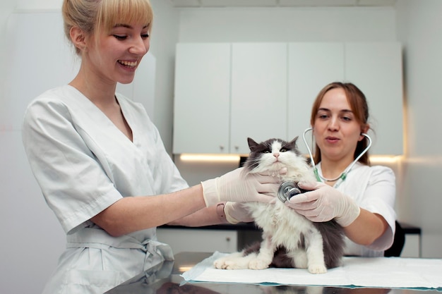 Due ragazze veterinarie in uniforme esaminano il gatto malato nella clinica veterinaria le dottoresse controllano l'animale domestico