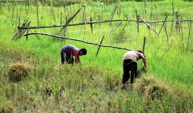 Due ragazzi stanno lavorando nella risaia. Stile di vita e vita lavorativa della gente del villaggio. Vista naturale